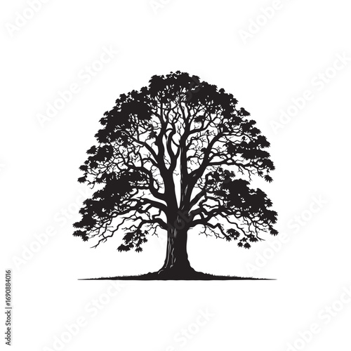 Hickory tree Vector (2).eps