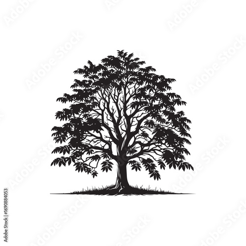 Hickory tree Vector (3).eps