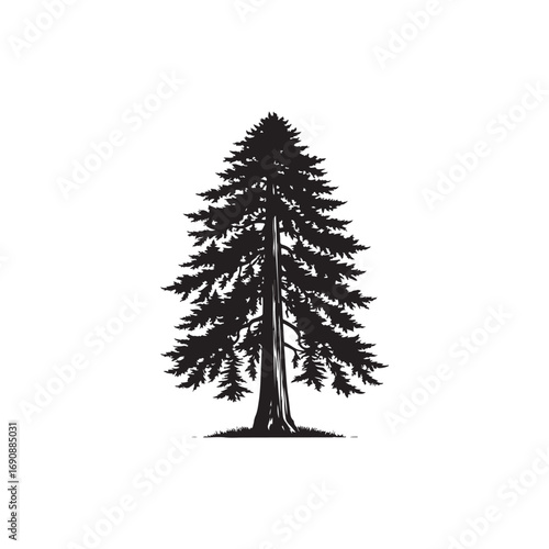 Redwood tree Vector (1).eps