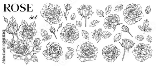 roses flowers, buds and leaves line art collection, clip arts. Set of beautiful monochrome, black and white roses flower isolated. for greeting card, postcard and invitations