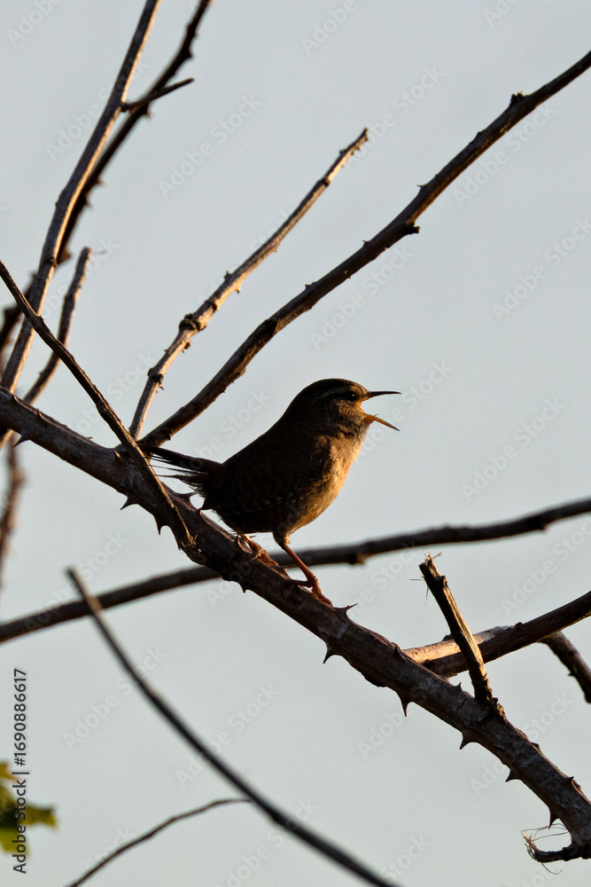 Obraz premium Eurasian Wren (Troglodytes troglodytes) Bull Island Dublin common in European woodlands and gardens