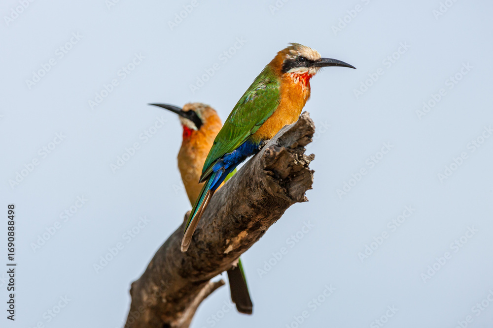Fototapeta premium South Africa, Kruger National Park, White-fronted Bee-eater (Merops bullockoides)
