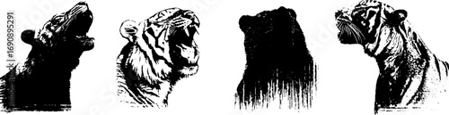 Grunge black and white tiger set for wildlife art and design projects