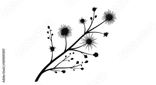Delicate black silhouette of a flowering plant stem with seed heads against a white background