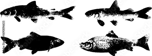 Grunge black and white fish silhouettes for artistic design and urban decor