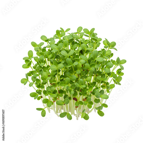 Closeup of Vibrant Green Sprouts on Transparent Background