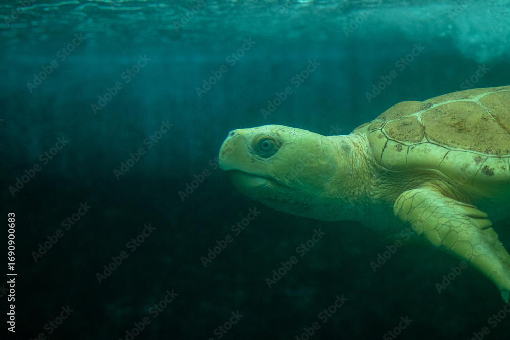 Fototapeta premium turtle in the tank