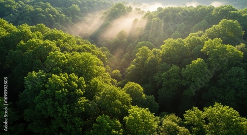Forest canopy sunlight overhead view