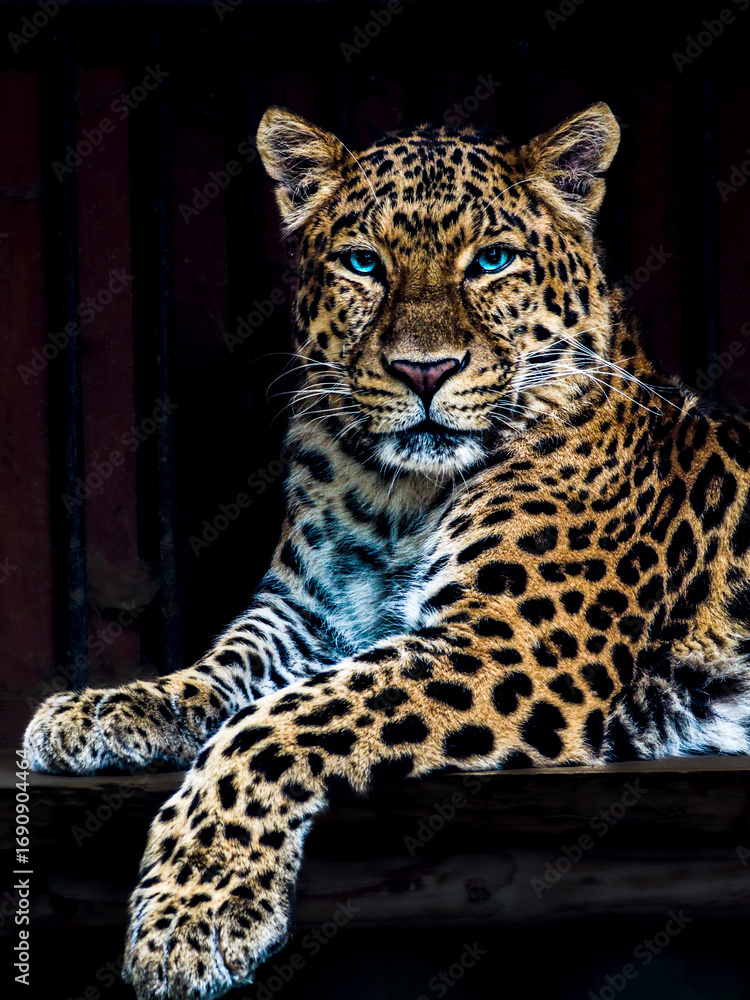 Obraz premium A majestic leopard with piercing blue eyes lies gracefully against a dark background. Its spotted fur and intense gaze create a powerful and captivating wildlife portrait.