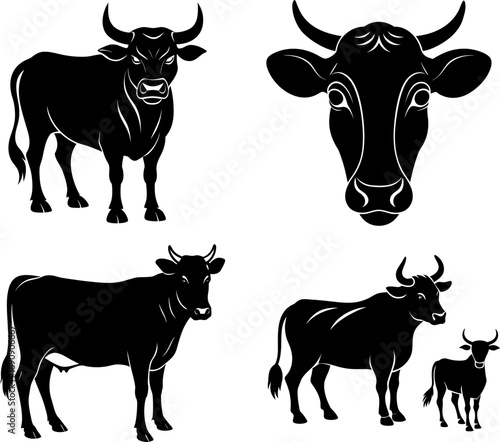 black and white cow