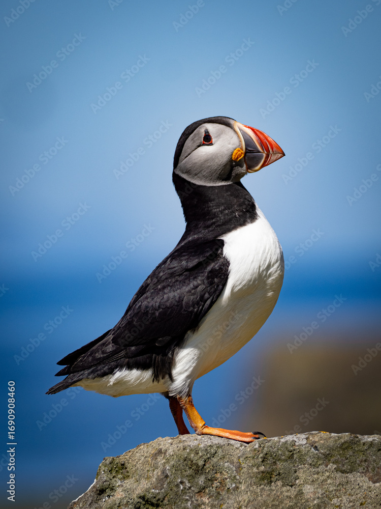 Φωτογραφία Wild puffin resting on rocky surface, vivid close-up of seabird on stone with na