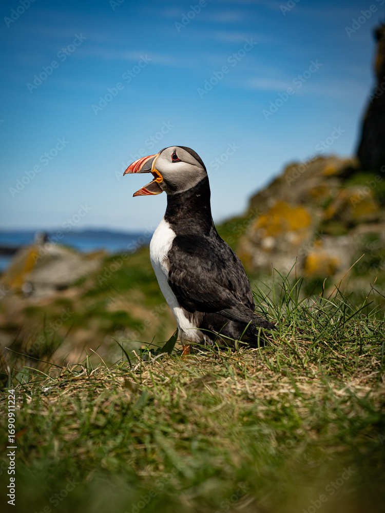Obraz premium Coastal wildlife scene featuring a puffin with vivid plumage.
