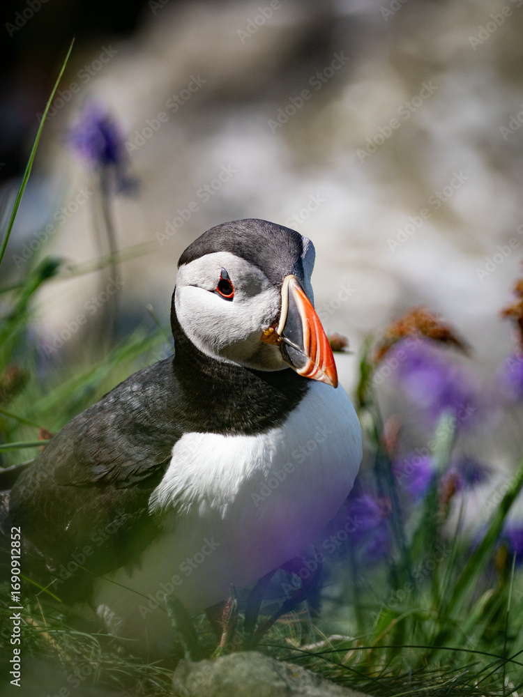 Naklejka premium Puffin perched on cliff surrounded by blooming wildflowers, detailed wildlife shot capturing bright bird colors and vivid floral environment.