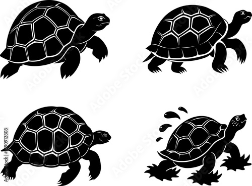 turtle vector illustration