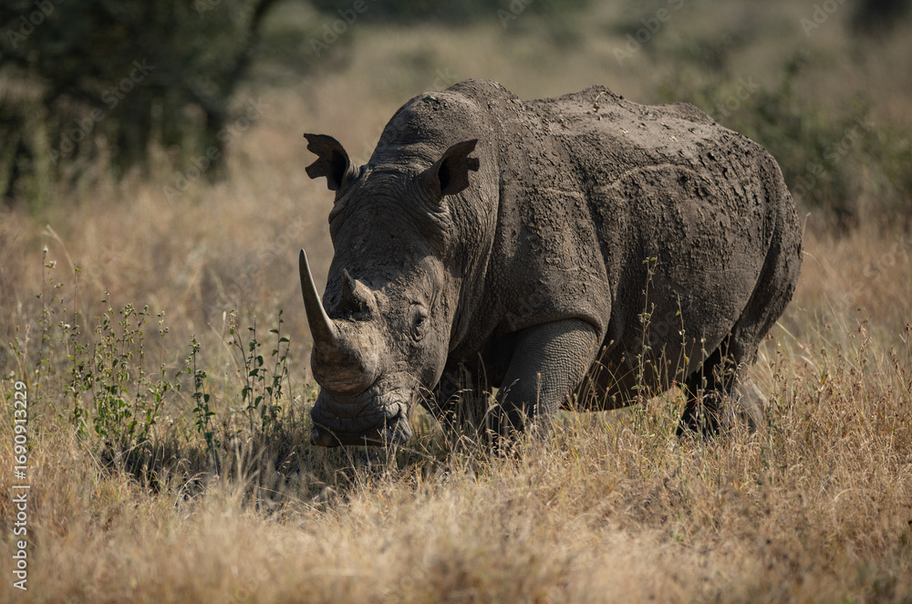 Obraz premium Rhino on safari in Africa 