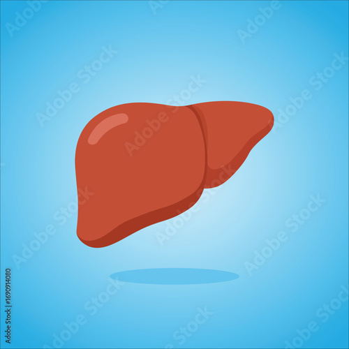 Healthy Human Liver Organ Vector