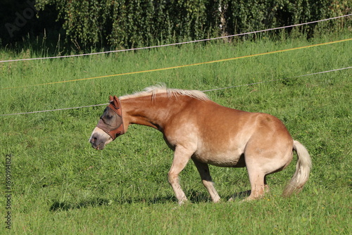 Beautiful brown horse with face mask on a green grass background 