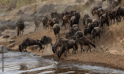 The great migration of wildebeest and zebra in the Maasai Mara, Africa 