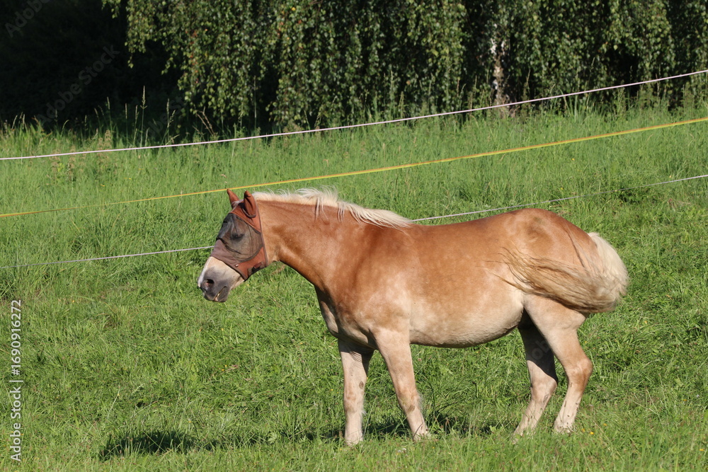 Fototapeta premium Beautiful brown horse with face mask on a green grass background 