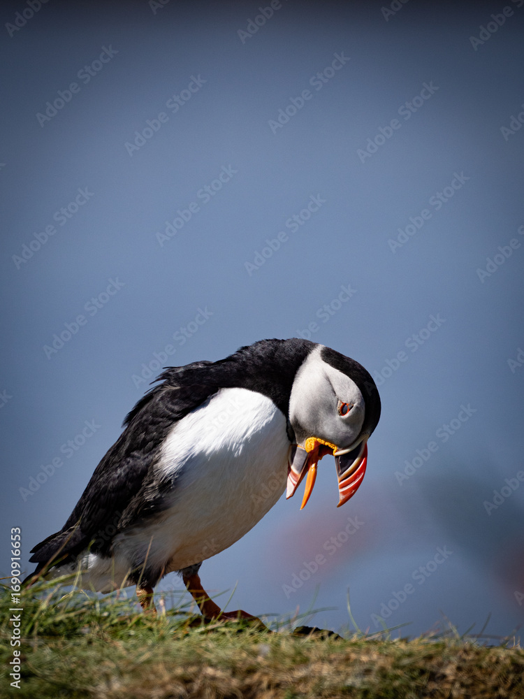 Obraz premium Close-up of puffin perched on grassy cliff edge, sharp focus on colorful plumage and natural coastal surroundings in soft light.