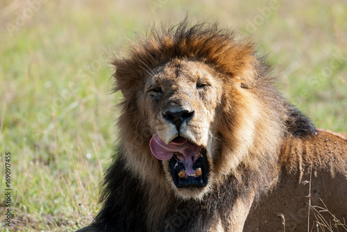Canvas Print male lion in the wild