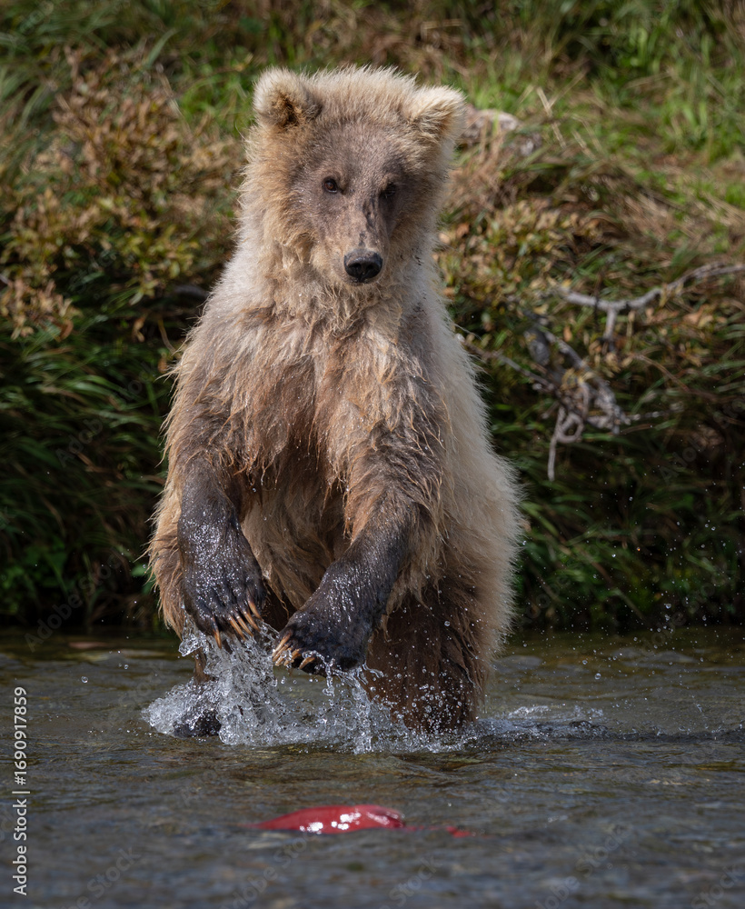 Fototapeta premium Brown bear fishing for salmon in Katmai, Alaska