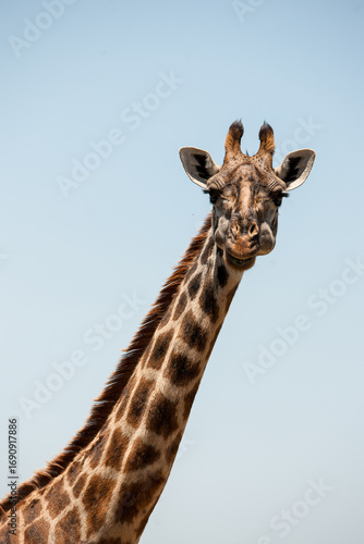 giraffe in the wild