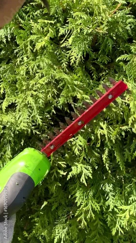 Wallpaper Mural Trimming Lush Green Hedges in a Sunny Garden Setting Torontodigital.ca