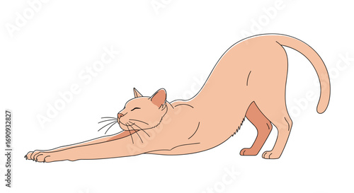 Cute peach colored cat stretching its body in a relaxed pose