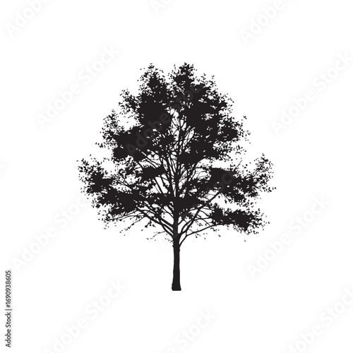 Aspen Vector (5).eps