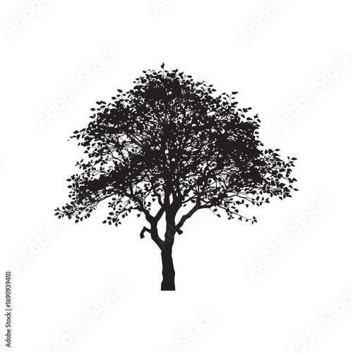 Catalpa Vector (8).eps