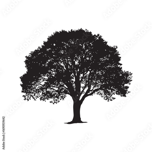 Elm Vector (7).eps