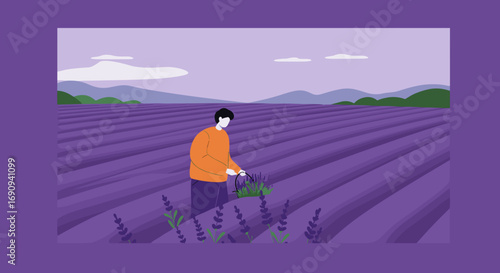Person gently harvesting fragrant lavender blossoms in a sprawling purple field, with distant mountains. Captures rural work, natural beauty, and peaceful agriculture.