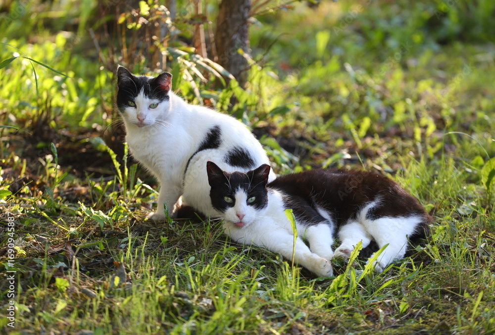Fototapeta premium Two black and white green-eyed cats are sitting in green grass