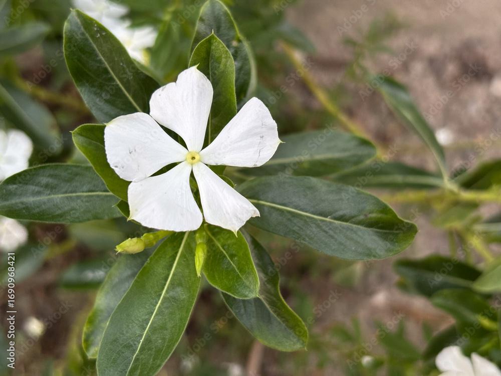 Fototapeta premium White Catharanthus Roseus Flower with Green Leaves