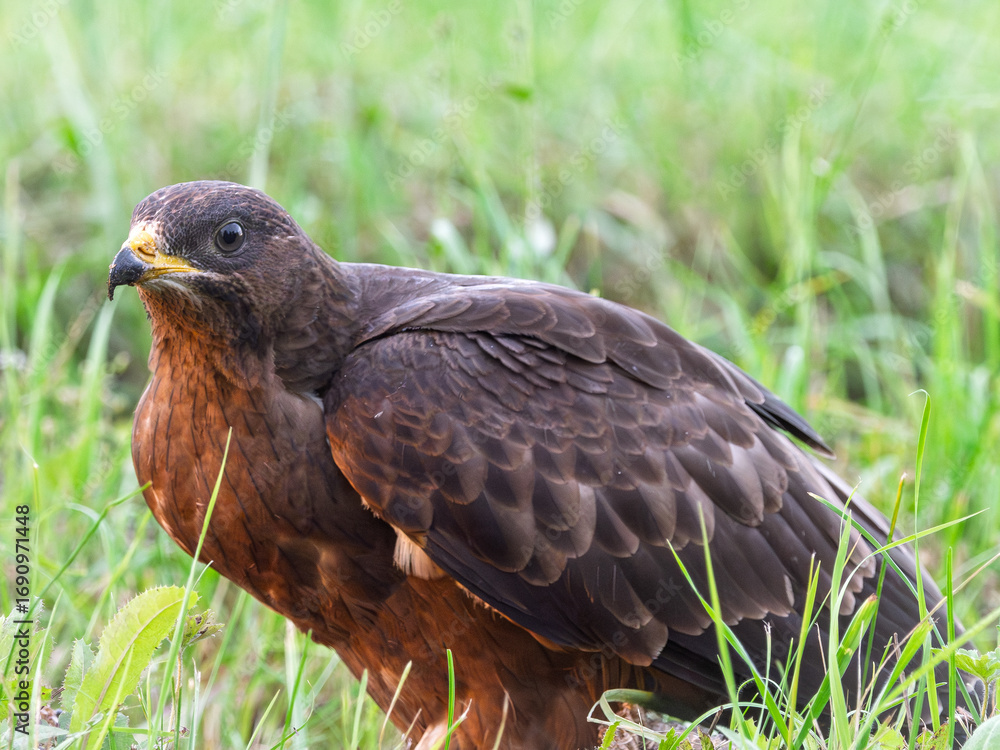 Fototapeta premium Crested honey buzzard on a grassy field