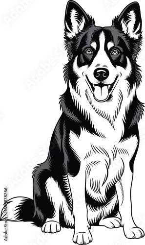 Alert border collie dog sitting happily with open mouth and ears up