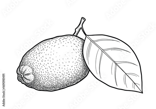A realistic sketch of a single ripe oval-shaped citrus fruit with textured skin next to a single green leaf on a thin stem
