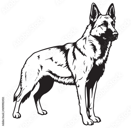 Detailed black and white vector illustration of a standing german shepherd dog