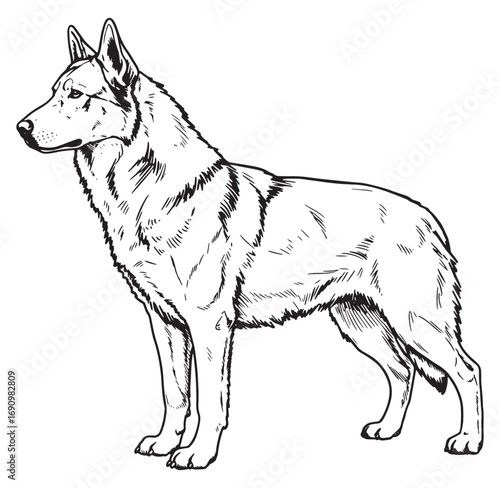 Detailed black and white illustration of a standing german shepherd dog posing proudly