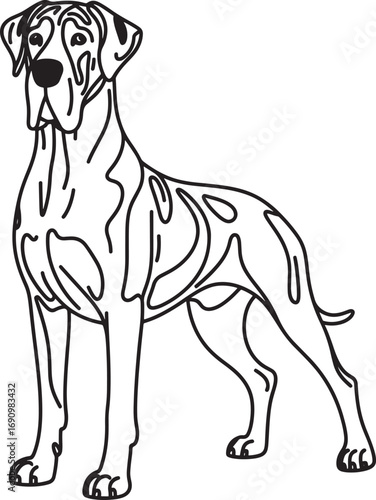 Majestic great dane standing tall with a serene and calm expression