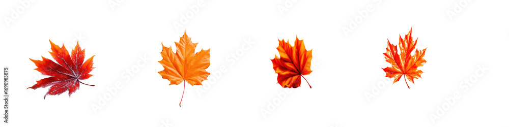Fototapeta premium Autumn Leaves on a White Background for Seasonal Decoration