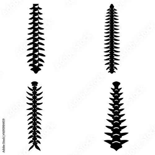 Four spinal column illustrations showing the human vertebral anatomy and skeletal structure in black and white