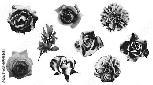 Set of different rose, flowers in retro halftone style. Flower head on torn paper. Trending collage style. Dotted pop art style. Trendy vintage newspaper parts. Perfect for card, event, wedding