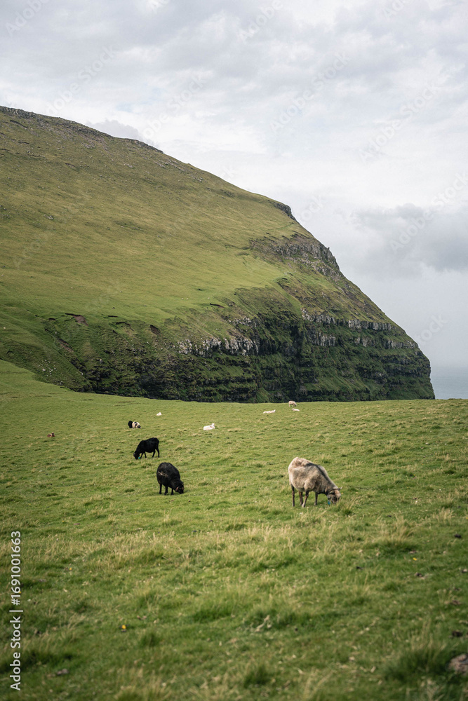 Obraz premium Flock of Sheep Grazing on Hillside in the Faroe Islands