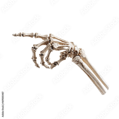 Wallpaper Mural Human hand skeleton pointing isolated on white background Torontodigital.ca