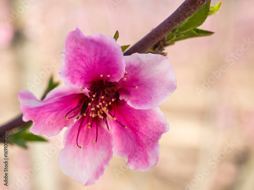 Peach fields in bloom, Cieza, Murcia, Spain.