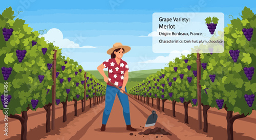 Illustration of a woman working with a hoe in a vineyard with merlot grapes ready for harvest