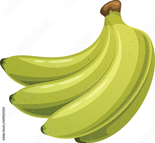 Unripe bananas bunch vector illustration