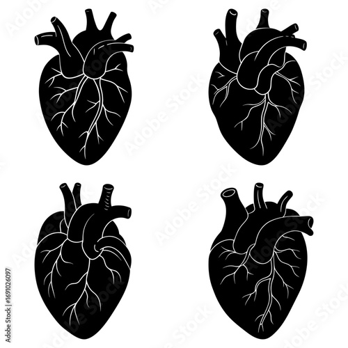 Four anatomical heart illustrations in black and white medical study of human organ diagram of veins and arteries